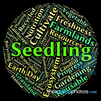 Seedling Word Indicating Young Plant And Botanical Stock Image