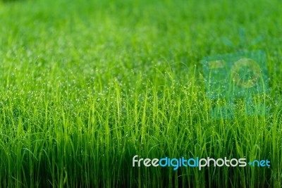 Seedlings For Planting Of Farmer In Chiang Mai, Thailand Stock Photo