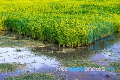 Seedlings Of Rice Agriculture In Rice Fields Stock Photo