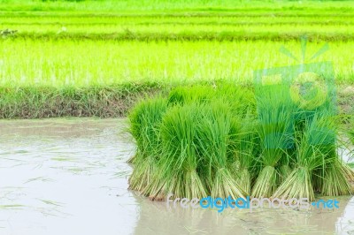 Seedlings Of Rice Agriculture In Rice Fields Stock Photo