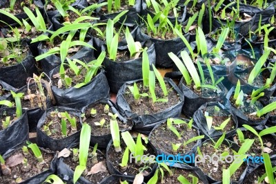 Seedlings Planted Out In A Black Bag Stock Photo