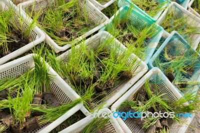 Seedlings Rice Stock Photo