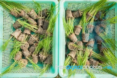 Seedlings Rice Stock Photo