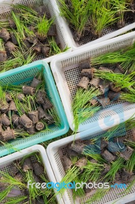 Seedlings Rice Stock Photo