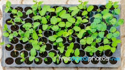 Seedlings Vegetable In Plastic Tray Stock Photo