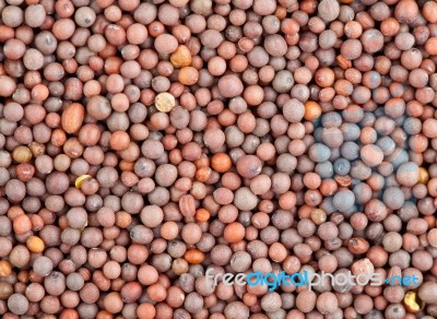 Seeds Of Black Mustard Stock Photo