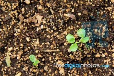 Seeds Sprouting Stock Photo