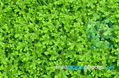 Selaginella Kraussiana Green Small Plant Stock Photo