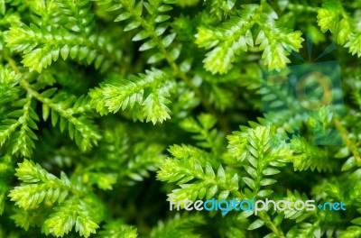 Selaginella Kraussiana Green Small Plant Stock Photo