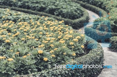 Selective Focus Flowers Background Stock Photo