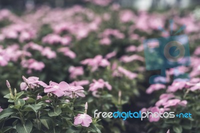 Selective Focus Flowers Background Stock Photo