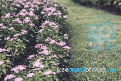 Selective Focus Flowers Background Stock Photo