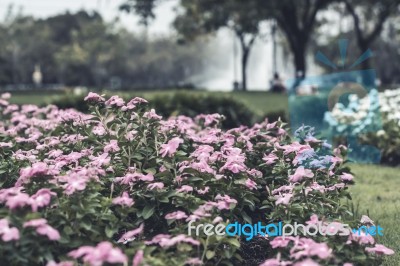 Selective Focus Flowers Background Stock Photo