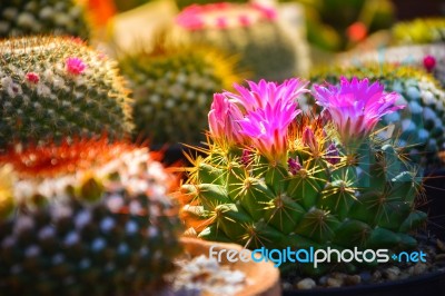 Selective Focus Of Light Purple Flower Of Cactus In Garden With Warm Light Tone And Copy Space Stock Photo