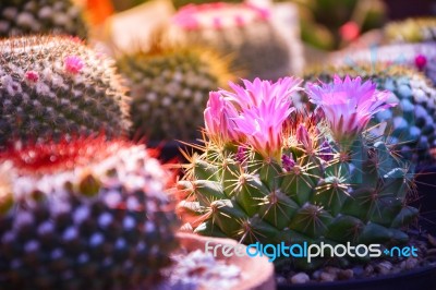 Selective Focus Of Light Purple Flower Of Cactus In Garden With Warm Light Tone And Copy Space Stock Photo