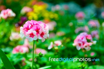 Selective Focus Of Little Pink And White Daisy Flower Vibrant Color With Leaves Background In The Garden Stock Photo