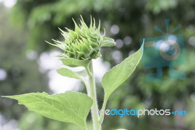 Selective Focus Sun Flower Stock Photo