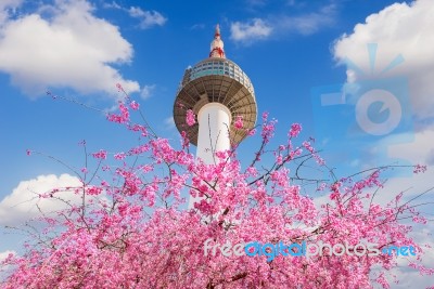 Seoul Tower And Pink Cherry Blossom, Sakura Season In Spring,seoul In South Korea Stock Photo