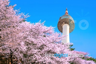 Seoul Tower And Pink Cherry Blossom, Sakura Season In Spring,seoul In South Korea Stock Photo