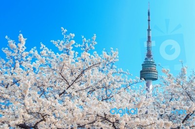 Seoul Tower And Pink Cherry Blossom, Sakura Season In Spring,seoul In South Korea Stock Photo