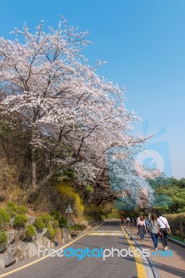 Seoul,korea - April 11 : Cherry Blossom In Seoul Tower Namhansan. Tourists Taking Photos Of The Beautiful Scenery Around Seoul Tower Namhansan In Seoul,korea On April 11,2015 Stock Photo