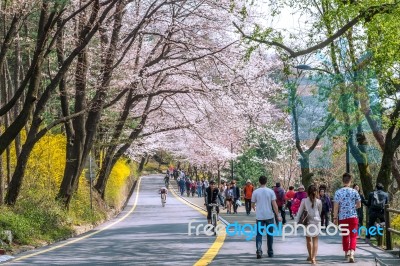 Seoul,korea - April 11 : Cherry Blossom In Seoul Tower Namhansan. Tourists Taking Photos Of The Beautiful Scenery Around Seoul Tower Namhansan In Seoul,korea On April 11,2015 Stock Photo