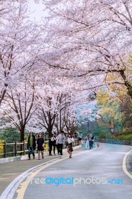 Seoul,korea - April 11 : Cherry Blossom In Seoul Tower Namhansan. Tourists Taking Photos Of The Beautiful Scenery Around Seoul Tower Namhansan In Seoul,korea On April 11,2015 Stock Photo