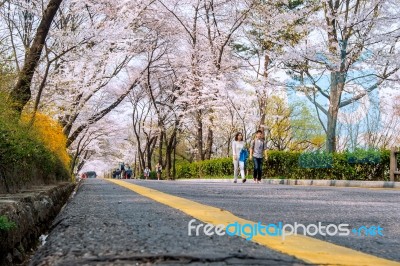 Seoul,korea - April 11 : Cherry Blossom In Seoul Tower Namhansan. Tourists Taking Photos Of The Beautiful Scenery Around Seoul Tower Namhansan In Seoul,korea On April 11,2015 Stock Photo