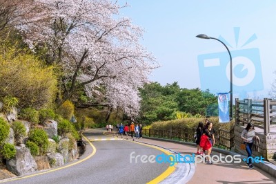 Seoul,korea - April 11 : Cherry Blossom In Seoul Tower Namhansan. Tourists Taking Photos Of The Beautiful Scenery Around Seoul Tower Namhansan In Seoul,korea On April 11,2015 Stock Photo