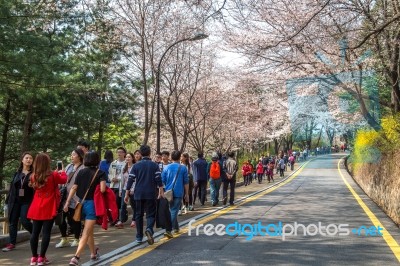 Seoul,korea - April 11 : Cherry Blossom In Seoul Tower Namhansan. Tourists Taking Photos Of The Beautiful Scenery Around Seoul Tower Namhansan In Seoul,korea On April 11,2015 Stock Photo