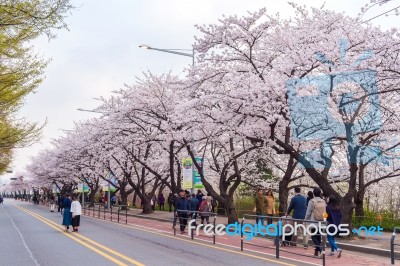 Seoul,korea - April 7 : Seoul Cherry Blossom Festival In Korea.tourists Taking Photos Of The Beautiful Scenery Around Seoul,korea On April 7,2015 Stock Photo