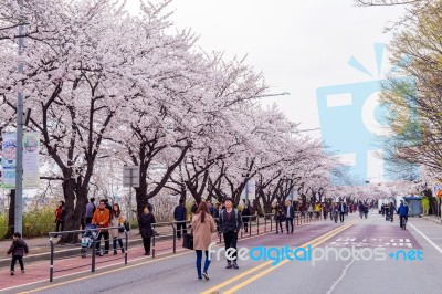 Seoul,korea - April 7 : Seoul Cherry Blossom Festival In Korea.tourists Taking Photos Of The Beautiful Scenery Around Seoul,korea On April 7,2015 Stock Photo