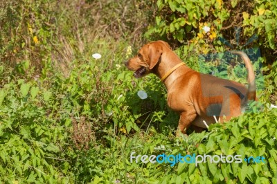 Serbian Hound Dog Stock Photo