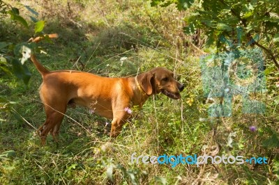 Serbian Hound Dog Stock Photo