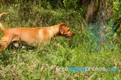 Serbian Hound Dog Stock Photo