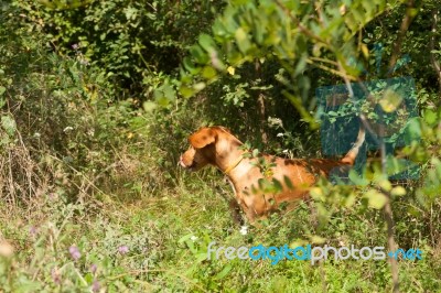 Serbian Hound Dog Stock Photo