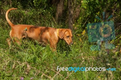 Serbian Hound Dog Stock Photo