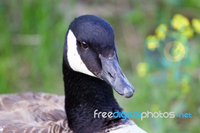 Serious Goose Stock Photo