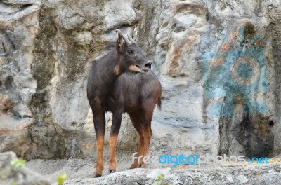 Serow Stock Photo