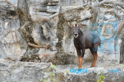 Serow Stock Photo