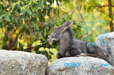 Serow Stock Photo