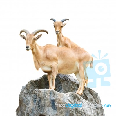 Serow (mountain Goat , Capricornis Sumatraensis) Stand On Rock At Chiangrai ,thailand  (isolated) Stock Photo