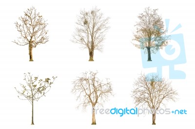 Set Of Dry Tree Shape And Tree Branch On White Background For Isolated Stock Photo