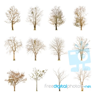 Set Of Dry Tree Shape And Tree Branch On White Background For Isolated Stock Photo