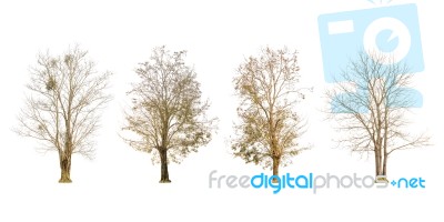 Set Of Dry Tree Shape And Tree Branch On White Background For Isolated Stock Photo