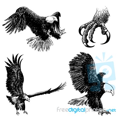 Set Of Eagle Doodle Hand Drawn Stock Image