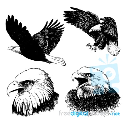 Set Of Eagle Doodle Hand Drawn Stock Image