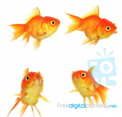 Set Of Gold Fish Isolation On The White Stock Photo