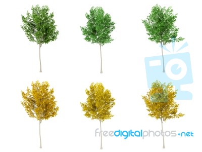 Set Of Green Leaf Tree And Yellow Leaf Tree On White Background, 3d Rendering Stock Image