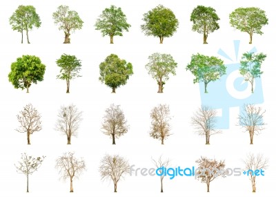 Set Of Green Tree And Dry Tree Shape And Tree Branch On White Background For Isolated Stock Photo